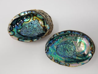 Abalone Shell