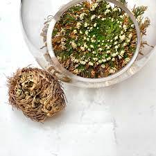 Rose of Jericho Flower