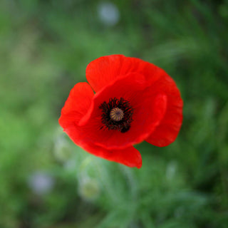 Red Poppy | Flower Seed Grow Kit