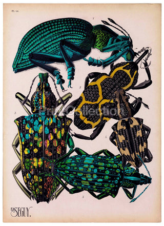 Insects, Plate 14 by E.A. Seguy Print (8x10)