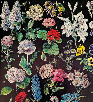 Vintage Botanical Fleurs 2 Flower Print