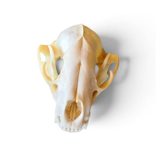 Authentic Raccoon skull