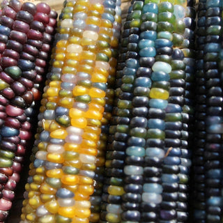 Glass Gem Corn Tarot Seed Packet