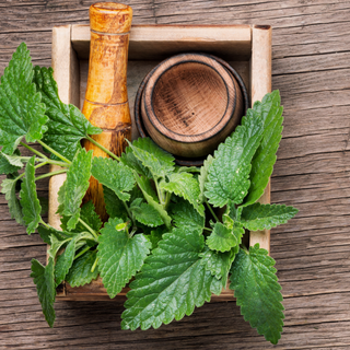 Lemon Balm Tarot Garden + Gift Seed Packet