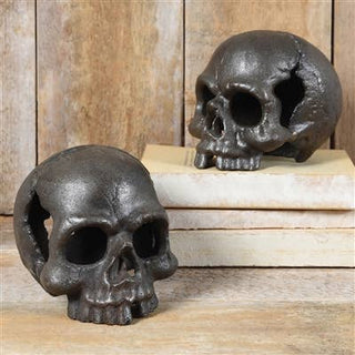 Skull, No Jaw - Natural