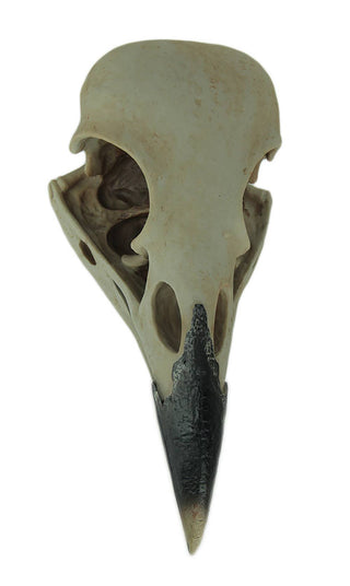 Raven Skull Wall Hanging