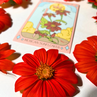 Mexican Sunflower - Tarot Garden Seeds
