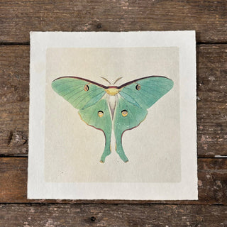 Green Luna Moth Print (11x11)