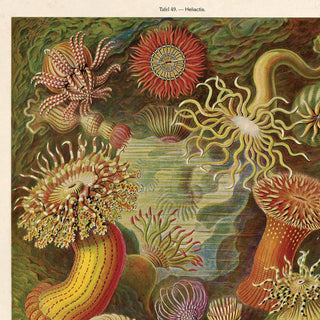 Sea Anemone - Vintage Haeckel 8x10 Print