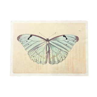 Light Blue Butterfly Print (16x12)