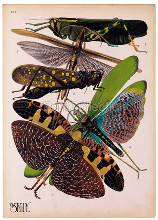 Insects, Plate 8 by E.A. Seguy Print (8x10)