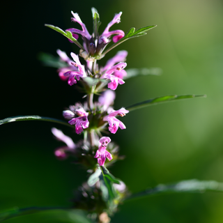 Motherwort - Tarot Garden Seeds