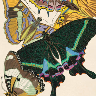 Vintage Seguy Butterfly 8 Print