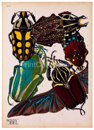 Insects, Plate 11 by E.A. Seguy Print (11x14)