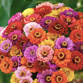 Illumination Zinnia - Tarot Garden Seeds