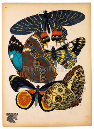Butterflies Plate 2, E.A. Seguy Print (11x14)