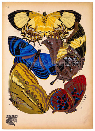 Butterflies Plate 4, E.A. Seguy Print (11x14)
