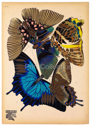 Butterflies Plate 16, E.A. Seguy Print (8x10)
