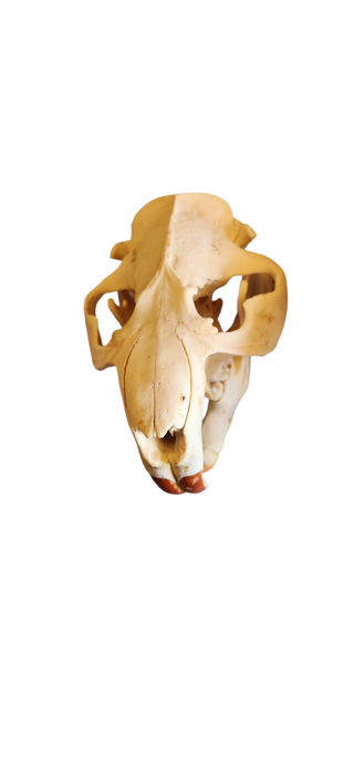 XL Beaver skulls