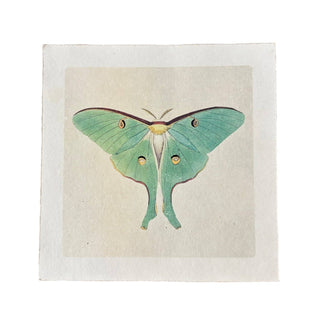 Green Luna Moth Print (11x11)