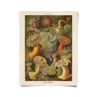 Sea Anemone - Vintage Haeckel 8x10 Print