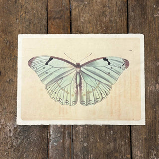Light Blue Butterfly Print (16x12)