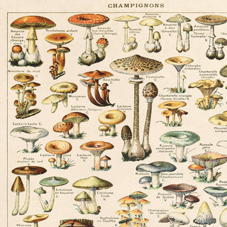 Vintage French Champignons Mushroom Print