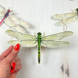 Dragonfly Illustrated Garland