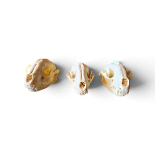 Authentic Raccoon skull