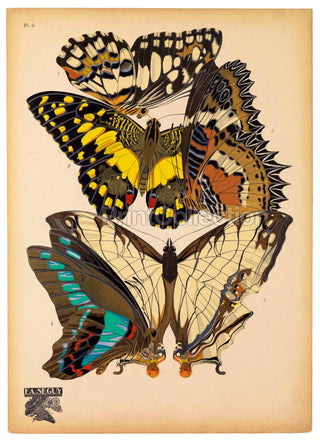 Butterflies Plate 9, E.A. Seguy Print (8x10)