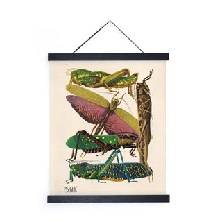 Vintage Seguy Grasshopper Insect Print