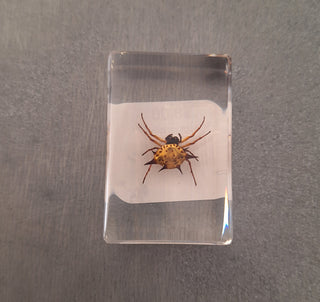 Bugs in Resin Blocks