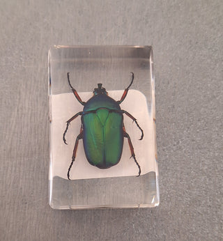 Bugs in Resin Blocks