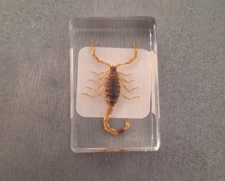 Bugs in Resin Blocks