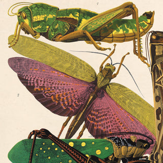 Vintage Seguy Grasshopper Insect Print