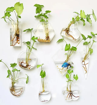 Hanging Glass Terrarium