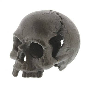 Skull, No Jaw - Natural