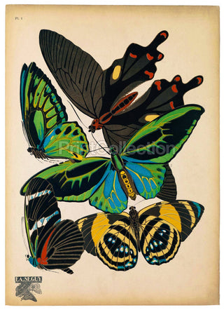 Butterflies Plate 1, E.A. Seguy Print (8x10)