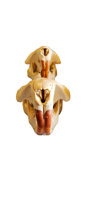 XL Beaver skulls