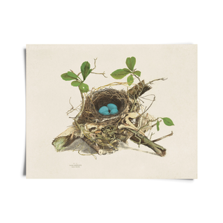 Wood Thrush Bird Nest - Vintage 14x11 Print