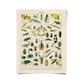 Vintage Millot Insects - print