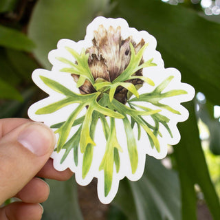 Staghorn Fern Sticker