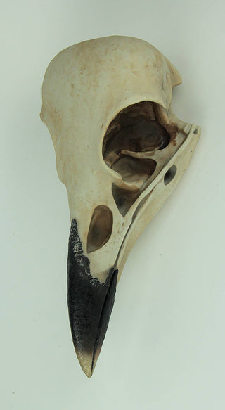Raven Skull Wall Hanging