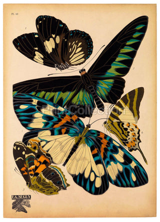 Butterflies Plate 10, E.A. Seguy Print (8x10)