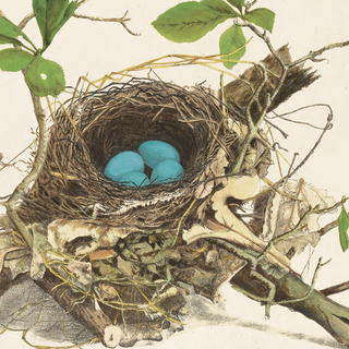 Wood Thrush Bird Nest - Vintage 14x11 Print