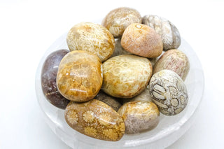 Fossilized Coral