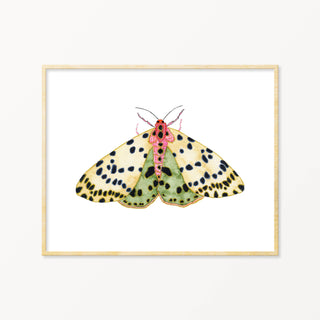 Snoogs & Wilde Art | Moth #7 ~ Art Print