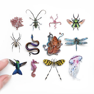Moth and Myth | 'Biophilia' Micro Specimen Collection
