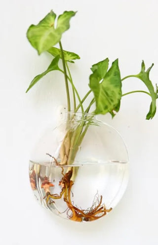 Indie South | Hanging Glass Terrarium