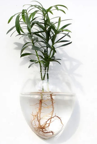 Indie South | Hanging Glass Terrarium